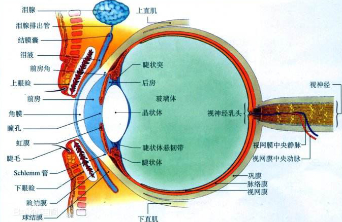 你知道中年人要如何護(hù)眼嗎？--視普泰驗(yàn)光師培訓(xùn)學(xué)院科普小知識(shí)