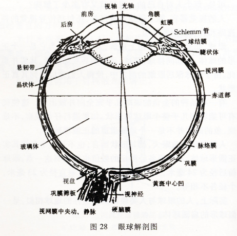 眼的屈光學(xué)