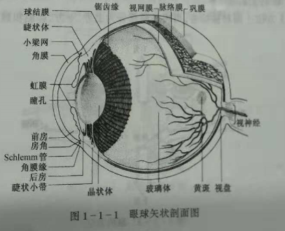 驗(yàn)光師培訓(xùn)知識(shí)點(diǎn)：眼的解剖和生理概述