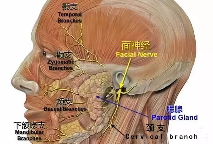 惠州驗(yàn)光師培訓(xùn)學(xué)校告訴您眼皮一直跳到底是怎么回事？