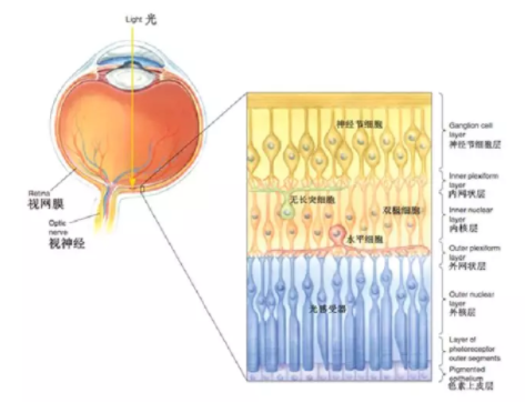 溫醫(yī)大梁遠波教授：大部分失明青光眼患者因就診不及時所致 | 世界青光眼日