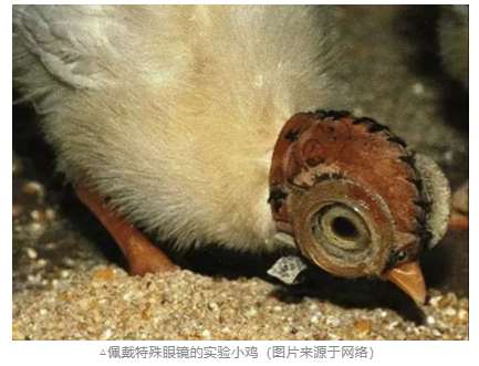 探討青少年近視與電子屏幕關(guān)系，近視關(guān)聯(lián)強(qiáng)因素詳細(xì)分析